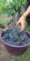 Vendanges 2023